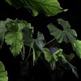 Plantdemic | Self Portrait