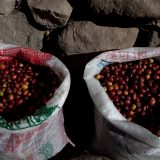 Sunrise for Gayo Coffee