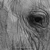 H-IMG_3221_BW