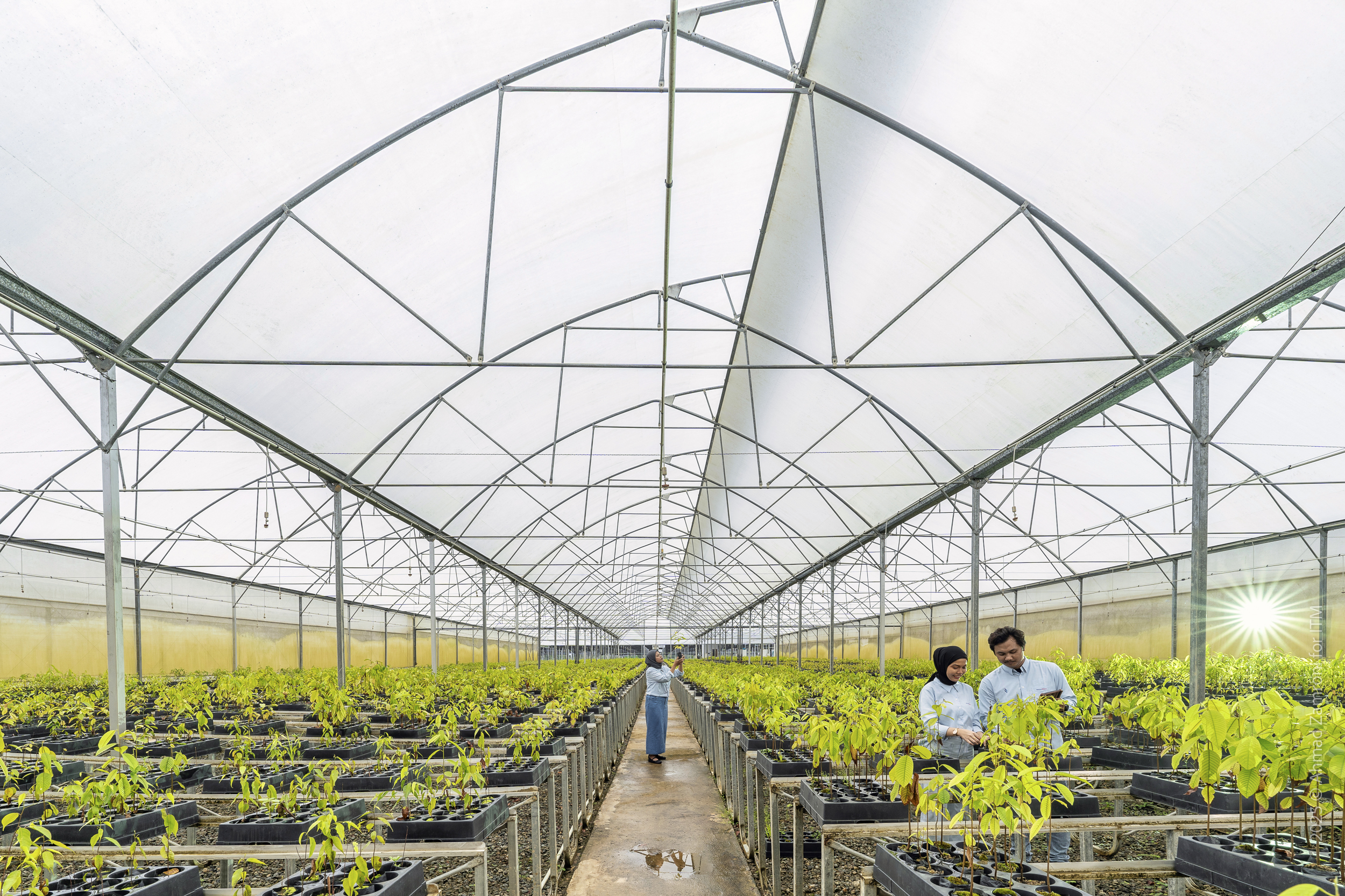 Mentawir nursery of PT Indominco Mandiri (IMM)
