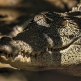 Crocodile